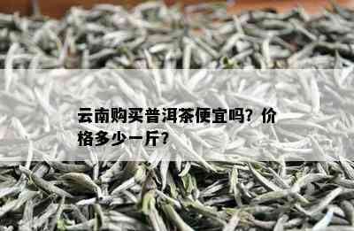 云南购买普洱茶便宜吗？价格多少一斤？