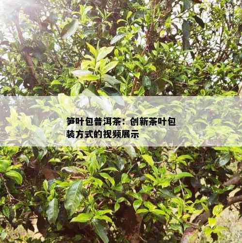 笋叶包普洱茶：创新茶叶包装方式的视频展示