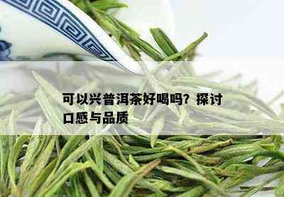 可以兴普洱茶好喝吗？探讨口感与品质