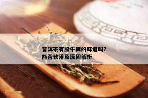 普洱茶有股牛粪的味道吗？能否饮用及原因解析