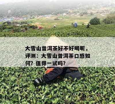 大雪山普洱茶好不好喝呢，评测：大雪山普洱茶口感如何？值得一试吗？