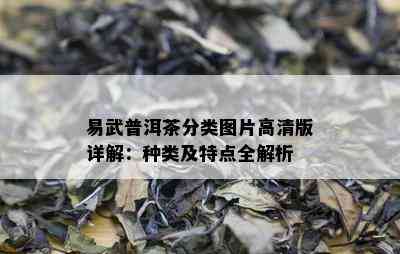 易武普洱茶分类图片高清版详解：种类及特点全解析