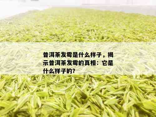 普洱茶发霉是什么样子，揭示普洱茶发霉的真相：它是什么样子的？