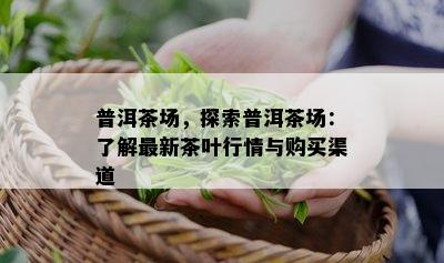 普洱茶场，探索普洱茶场：了解最新茶叶行情与购买渠道