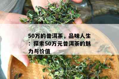 50万的普洱茶，品味人生：探索50万元普洱茶的魅力与价值