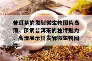 普洱茶的发酵微生物图片高清，探索普洱茶的独特魅力：高清展示其发酵微生物图片