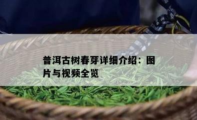 普洱古树春芽详细介绍：图片与视频全览