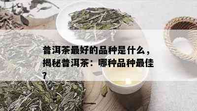 普洱茶更好的品种是什么，揭秘普洱茶：哪种品种更佳？