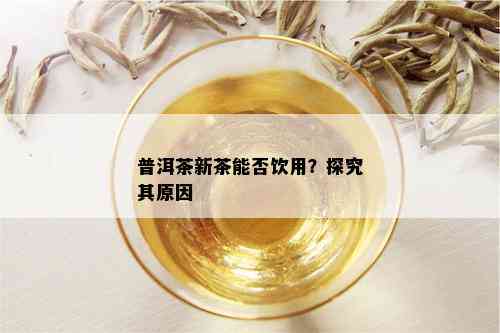 普洱茶新茶能否饮用？探究其原因