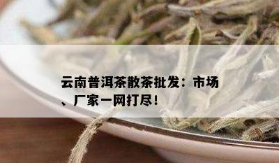 云南普洱茶散茶批发：市场、厂家一网打尽！