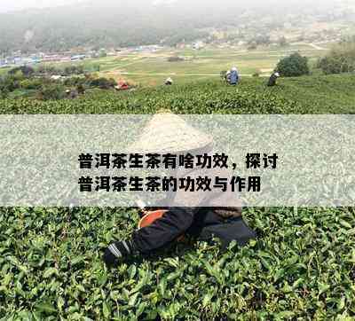 普洱茶生茶有啥功效，探讨普洱茶生茶的功效与作用