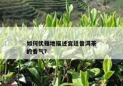 如何优雅地描述宫廷普洱茶的香气？