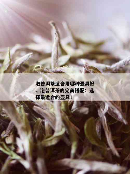 泡普洱茶适合用哪种壶具好，泡普洱茶的完美搭配：选择最适合的壶具！