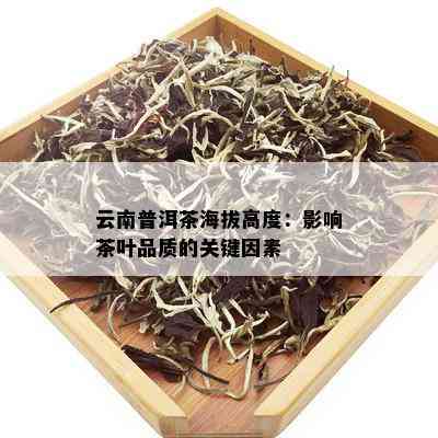 云南普洱茶海拔高度：影响茶叶品质的关键因素