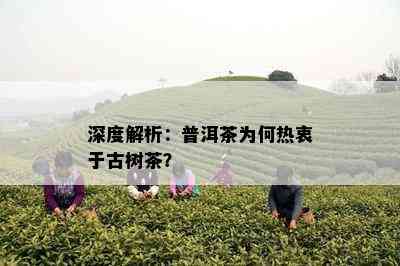 深度解析：普洱茶为何热衷于古树茶？