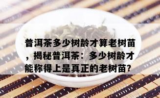 普洱茶多少树龄才算老树苗，揭秘普洱茶：多少树龄才能称得上是真正的老树苗？