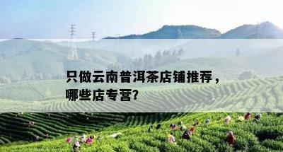 只做云南普洱茶店铺推荐，哪些店专营？