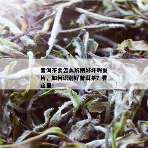 普洱茶要怎么辨别好坏呢图片，如何识别好普洱茶？看这里！