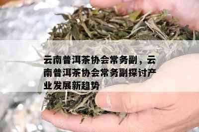 云南普洱茶协会常务副，云南普洱茶协会常务副探讨产业发展新趋势