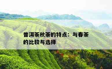 普洱茶秋茶的特点：与春茶的比较与选择