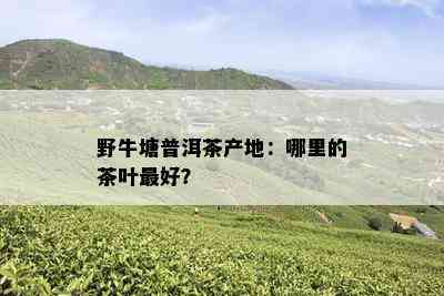 野牛塘普洱茶产地：哪里的茶叶更好？