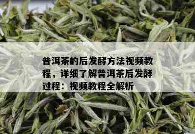 普洱茶的后发酵方法视频教程，详细了解普洱茶后发酵过程：视频教程全解析