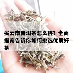 买云南普洱茶怎么挑？全面指南告诉你如何挑选优质好茶