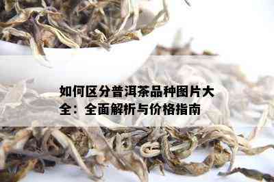 如何区分普洱茶品种图片大全：全面解析与价格指南