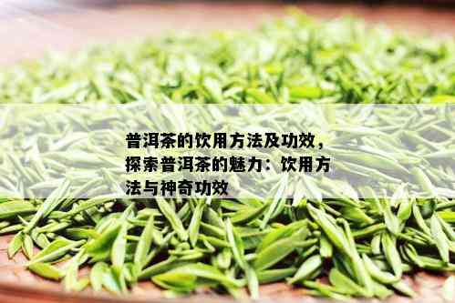 普洱茶的饮用方法及功效，探索普洱茶的魅力：饮用方法与神奇功效