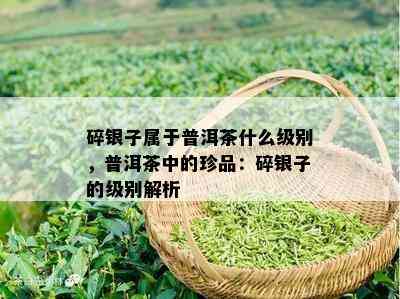 碎银子属于普洱茶什么级别，普洱茶中的珍品：碎银子的级别解析