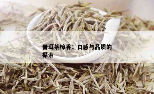 普洱茶樟香：口感与品质的探索