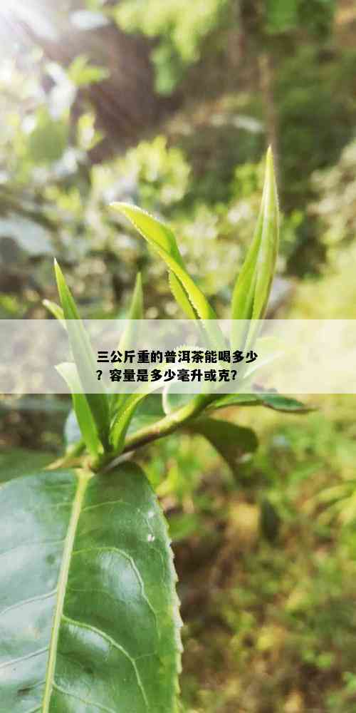 三公斤重的普洱茶能喝多少？容量是多少毫升或克？