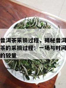 普洱茶采摘过程，揭秘普洱茶的采摘过程：一场与时间的较量