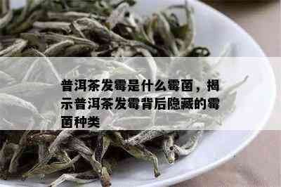 普洱茶发霉是什么霉菌，揭示普洱茶发霉背后隐藏的霉菌种类