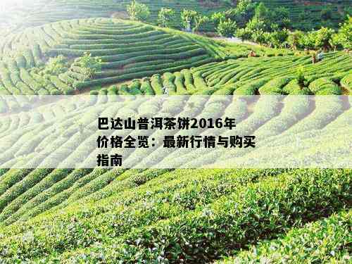 巴达山普洱茶饼2016年价格全览：最新行情与购买指南