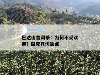 巴达山普洱茶：为何不受欢迎？探究其优缺点