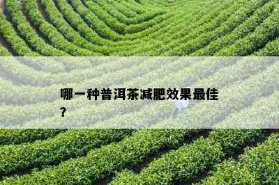 哪一种普洱茶减肥效果更佳？