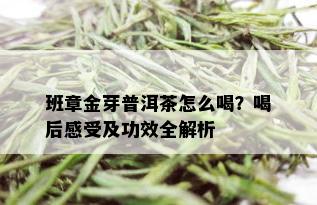 班章金芽普洱茶怎么喝？喝后感受及功效全解析