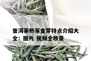 普洱茶熟茶金芽特点介绍大全：图片 视频全收录