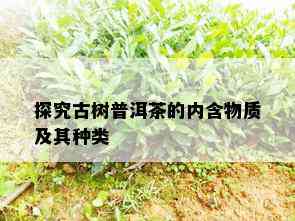 探究古树普洱茶的内含物质及其种类