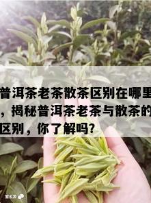 普洱茶老茶散茶区别在哪里，揭秘普洱茶老茶与散茶的区别，你了解吗？