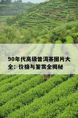 90年代高级普洱茶图片大全：价格与鉴赏全揭秘