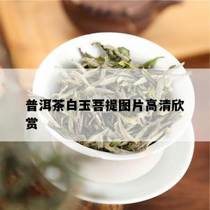 普洱茶白玉菩提图片高清欣赏