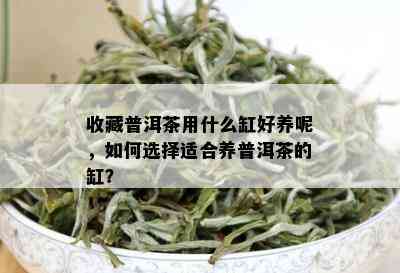 收藏普洱茶用什么缸好养呢，如何选择适合养普洱茶的缸？