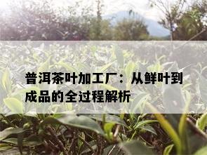 普洱茶叶加工厂：从鲜叶到成品的全过程解析