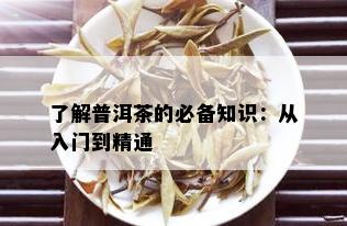 了解普洱茶的必备知识：从入门到精通