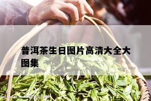 普洱茶生日图片高清大全大图集