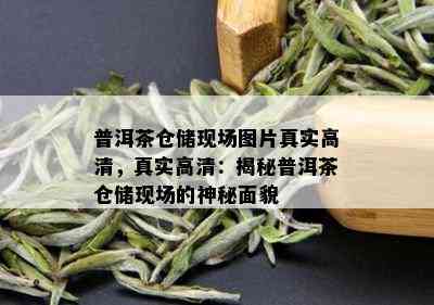 普洱茶仓储现场图片真实高清，真实高清：揭秘普洱茶仓储现场的神秘面貌