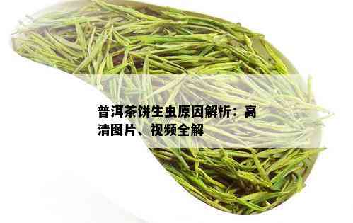 普洱茶饼生虫原因解析：高清图片、视频全解