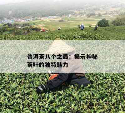 普洱茶八个之最：揭示神秘茶叶的独特魅力